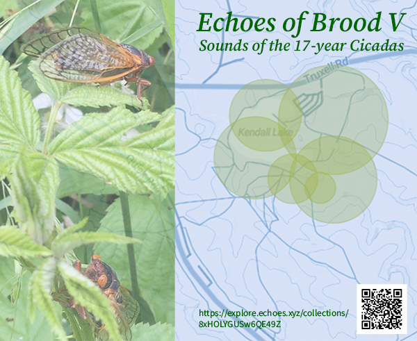 Cicada sound walk postcard