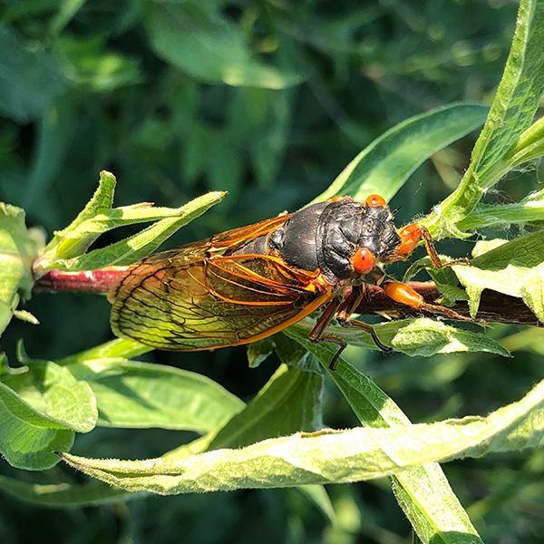 Image of periodical cicada on leaf