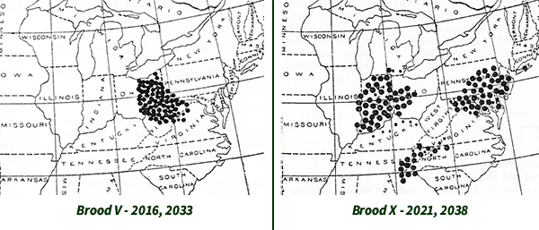 Map of broods V and X